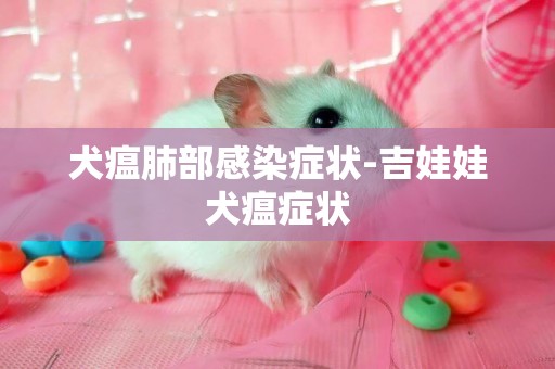 犬瘟肺部感染癥狀-吉娃娃犬瘟癥狀