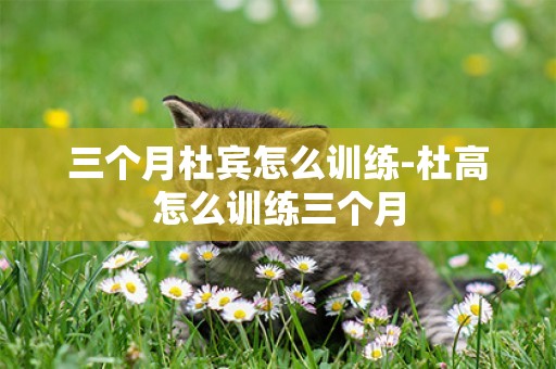 三個月杜賓怎么訓練-杜高怎么訓練三個月