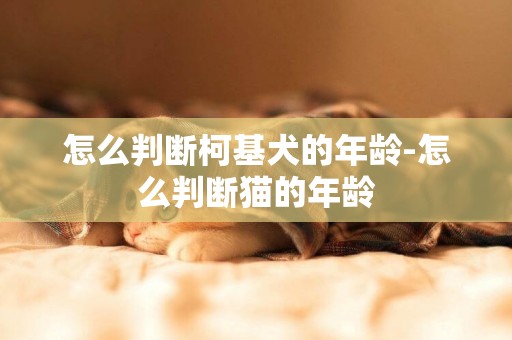 怎么判斷柯基犬的年齡-怎么判斷貓的年齡