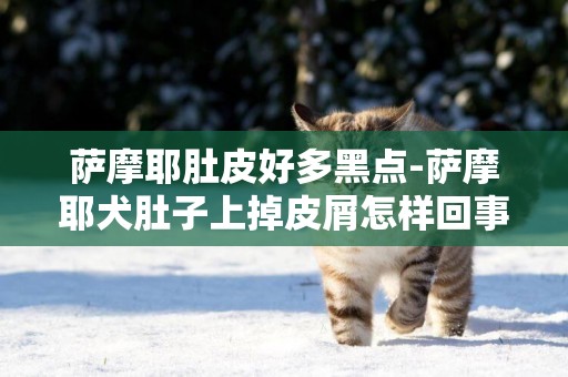 薩摩耶肚皮好多黑點-薩摩耶犬肚子上掉皮屑怎樣回事