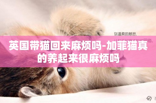 英國帶貓回來麻煩嗎-加菲貓真的養起來很麻煩嗎