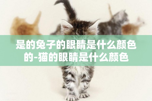 是的兔子的眼睛是什么顏色的-貓的眼睛是什么顏色