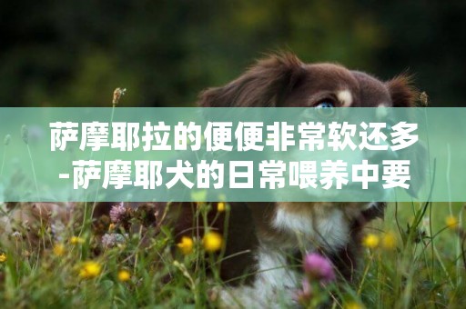薩摩耶拉的便便非常軟還多-薩摩耶犬的日常喂養中要注意的四點