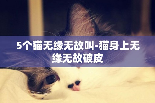 5個貓無緣無故叫-貓身上無緣無故破皮