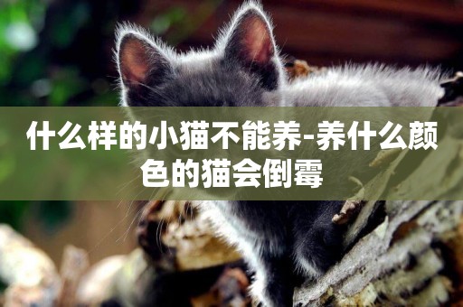 什么樣的小貓不能養-養什么顏色的貓會倒霉