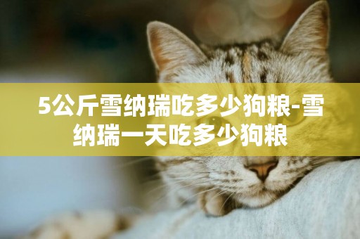 5公斤雪納瑞吃多少狗糧-雪納瑞一天吃多少狗糧