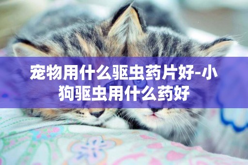寵物用什么驅蟲藥片好-小狗驅蟲用什么藥好