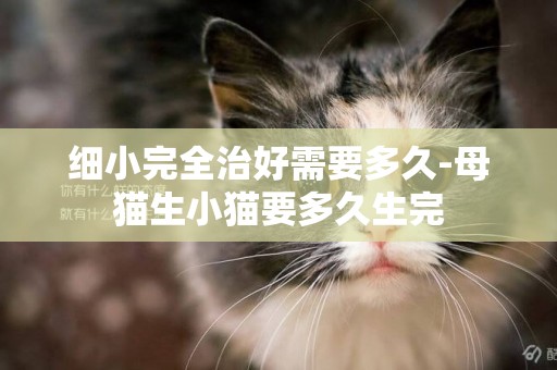 細小完全治好需要多久-母貓生小貓要多久生完