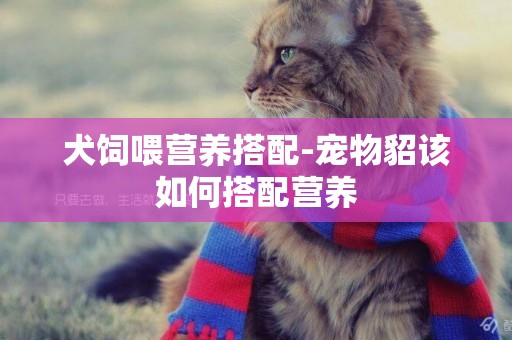 犬飼喂營養搭配-寵物貂該如何搭配營養