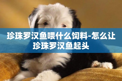 珍珠羅漢魚喂什么飼料-怎么讓珍珠羅漢魚起頭