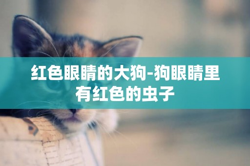 紅色眼睛的大狗-狗眼睛里有紅色的蟲子