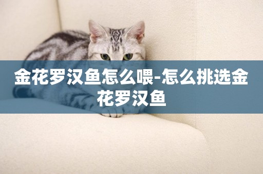 金花羅漢魚怎么喂-怎么挑選金花羅漢魚