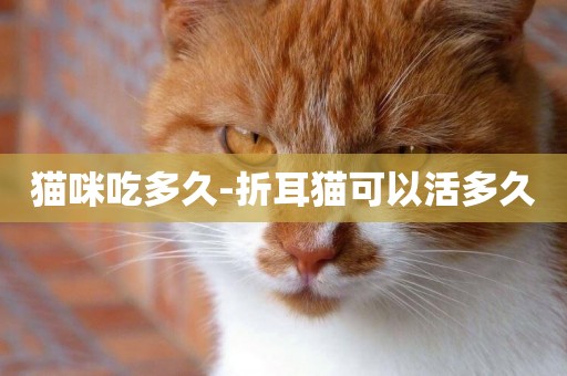 貓咪吃多久-折耳貓可以活多久