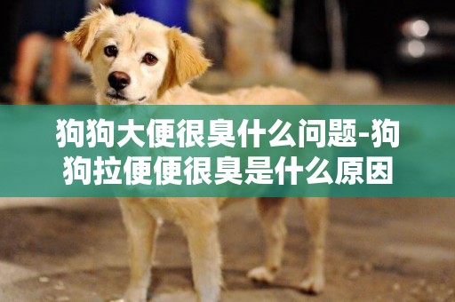 狗狗大便很臭什么問題-狗狗拉便便很臭是什么原因