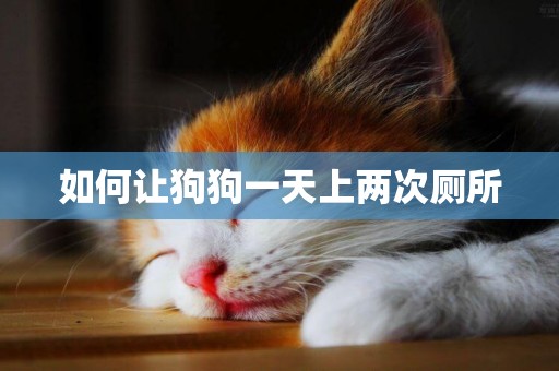 如何讓狗狗一天上兩次廁所