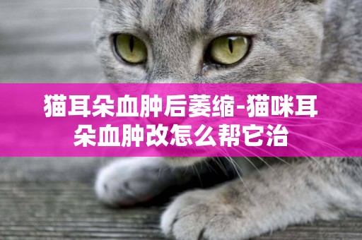 貓耳朵血腫后萎縮-貓咪耳朵血腫改怎么幫它治