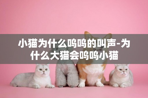 小貓為什么嗚嗚的叫聲-為什么大貓會嗚嗚小貓