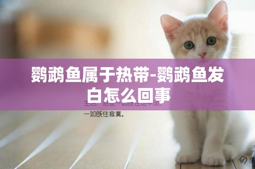 鸚鵡魚屬于熱帶-鸚鵡魚發白怎么回事