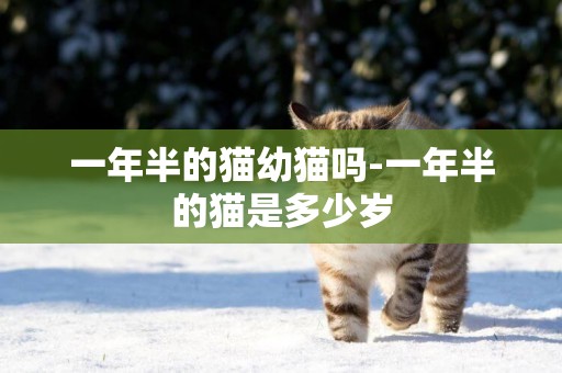 一年半的貓幼貓嗎-一年半的貓是多少歲