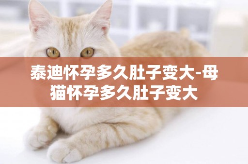 泰迪懷孕多久肚子變大-母貓懷孕多久肚子變大