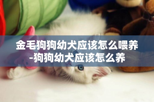 金毛狗狗幼犬應該怎么喂養-狗狗幼犬應該怎么養