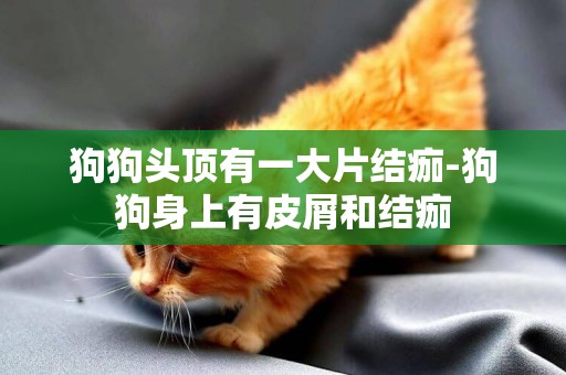狗狗頭頂有一大片結痂-狗狗身上有皮屑和結痂
