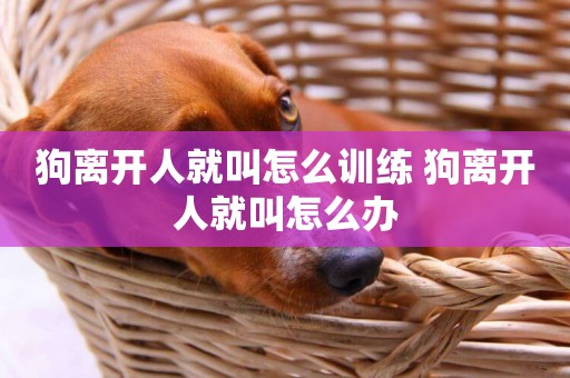 狗離開人就叫怎么訓練 狗離開人就叫怎么辦