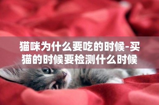貓咪為什么要吃的時候-買貓的時候要檢測什么時候