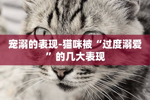 寵溺的表現-貓咪被“過度溺愛”的幾大表現