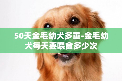 50天金毛幼犬多重-金毛幼犬每天要喂食多少次
