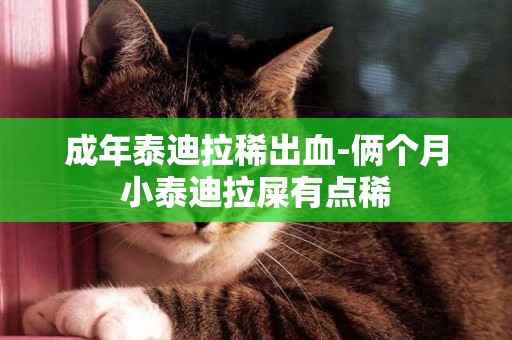 成年泰迪拉稀出血-倆個月小泰迪拉屎有點稀