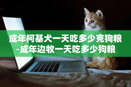 成年柯基犬一天吃多少克狗糧-成年邊牧一天吃多少狗糧