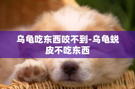 烏龜吃東西咬不到-烏龜蛻皮不吃東西