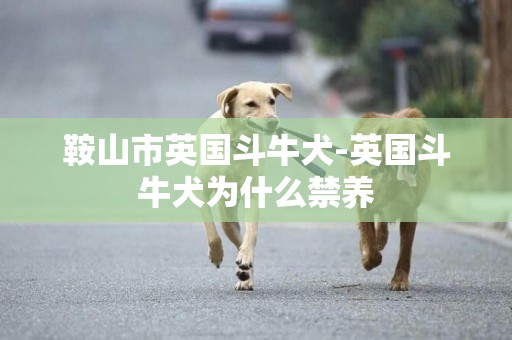 鞍山市英國斗牛犬-英國斗牛犬為什么禁養