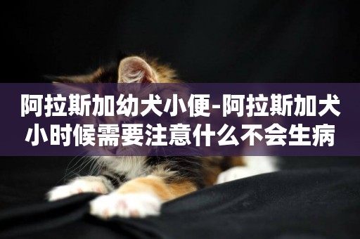 阿拉斯加幼犬小便-阿拉斯加犬小時候需要注意什么不會生病