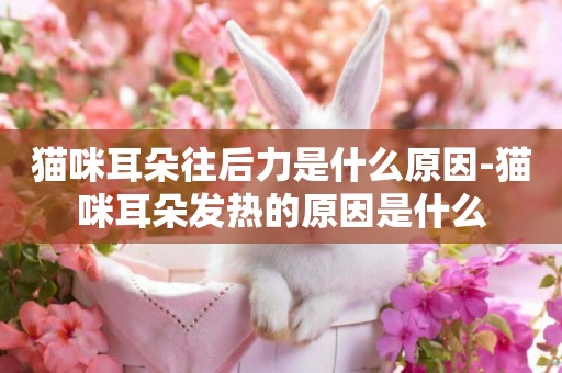 貓咪耳朵往后力是什么原因-貓咪耳朵發熱的原因是什么