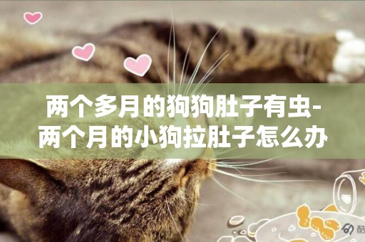 兩個多月的狗狗肚子有蟲-兩個月的小狗拉肚子怎么辦