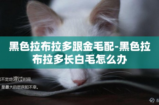 黑色拉布拉多跟金毛配-黑色拉布拉多長白毛怎么辦