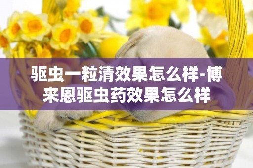 驅蟲一粒清效果怎么樣-博來恩驅蟲藥效果怎么樣