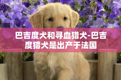 巴吉度犬和尋血獵犬-巴吉度獵犬是出產于法國
