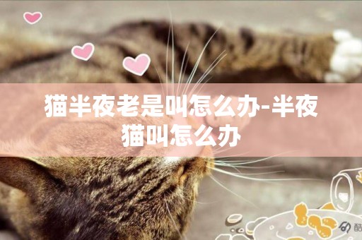 貓半夜老是叫怎么辦-半夜貓叫怎么辦