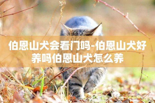 伯恩山犬會看門嗎-伯恩山犬好養嗎伯恩山犬怎么養