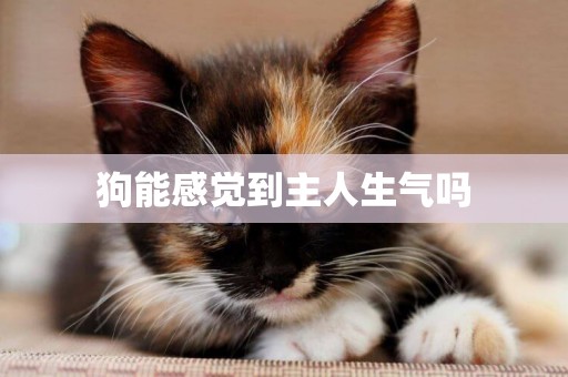 狗能感覺到主人生氣嗎