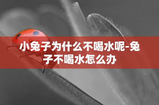 小兔子為什么不喝水呢-兔子不喝水怎么辦