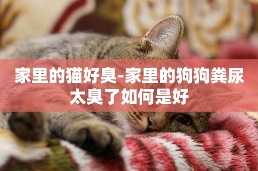 家里的貓好臭-家里的狗狗糞尿太臭了如何是好