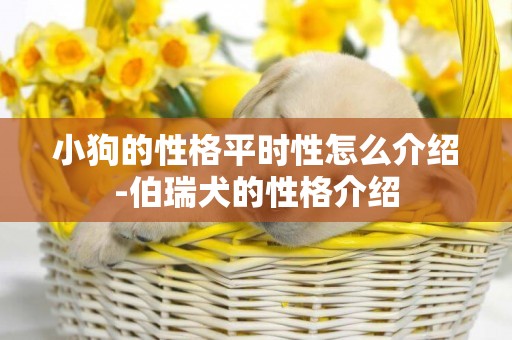 小狗的性格平時性怎么介紹-伯瑞犬的性格介紹
