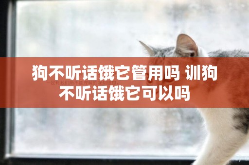 狗不聽話餓它管用嗎 訓狗不聽話餓它可以嗎