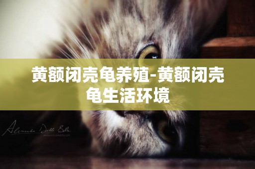 黃額閉殼龜養殖-黃額閉殼龜生活環境