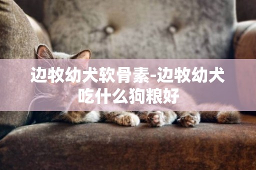 邊牧幼犬軟骨素-邊牧幼犬吃什么狗糧好