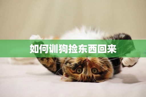 如何訓狗撿東西回來